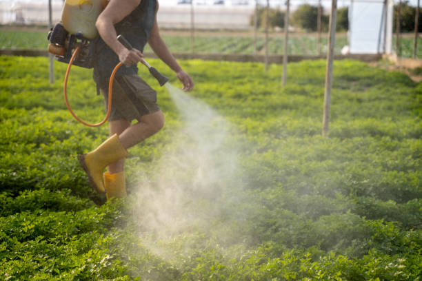 Best Pest Control for Restaurants  in Signal Hill, CA
