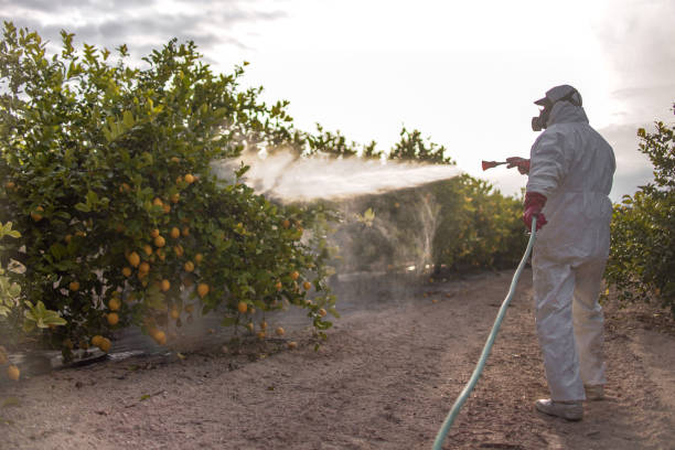Pest Prevention Services in Signal Hill, CA