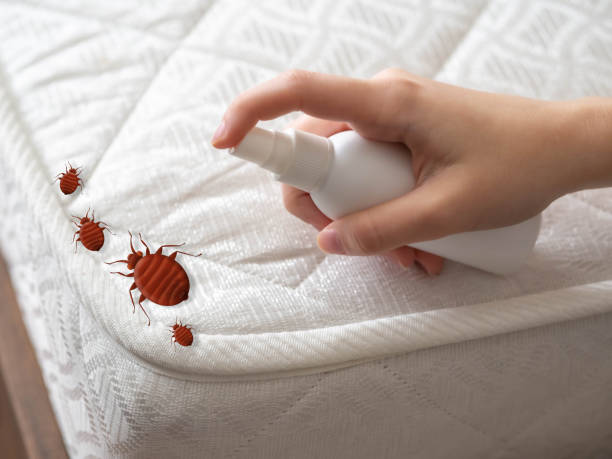 Professional Pest Control in Signal Hill, CA