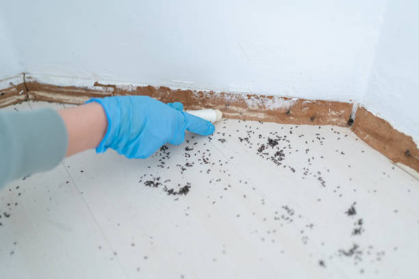 Best Pest Removal Services  in Signal Hill, CA